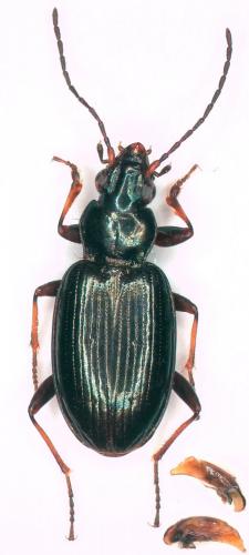 Bembidion tibiale